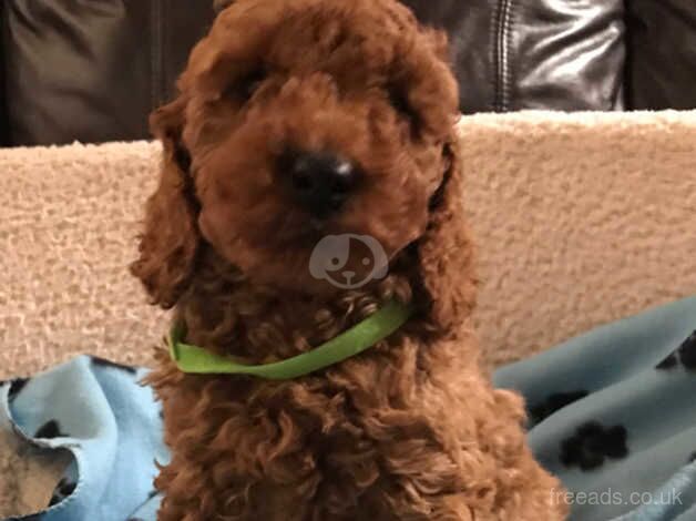 Toy poodle x cavalier puppies for sale in Carmarthen/Caerfyrddin, Carmarthenshire - Image 3