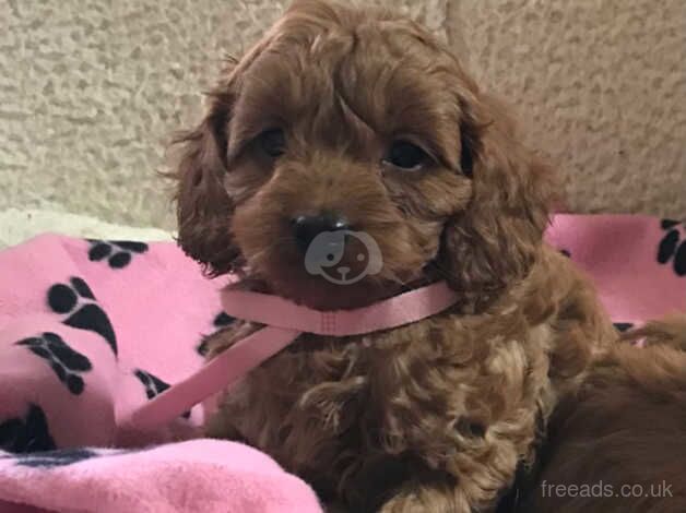 Toy poodle x cavalier puppies for sale in Carmarthen/Caerfyrddin, Carmarthenshire - Image 4