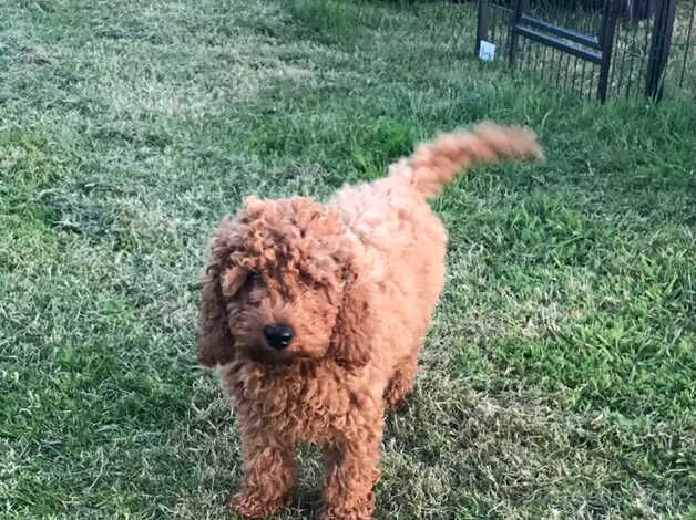 Toy poodle x cavapoo puppies for sale in Carmarthen/Caerfyrddin, Carmarthenshire