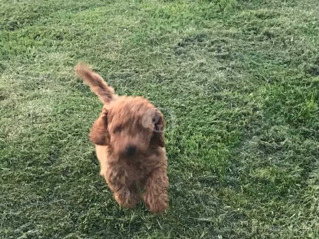 Toy poodle x cavapoo puppies for sale in Carmarthen/Caerfyrddin, Carmarthenshire - Image 3