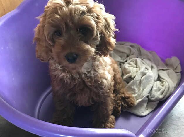 Toy poodle x cavapoo puppies for sale in Carmarthen/Caerfyrddin, Carmarthenshire - Image 4