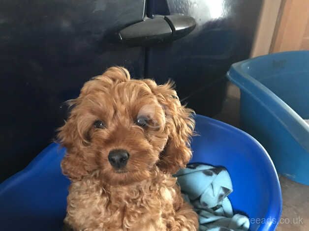 Toy poodle x cavapoo puppies for sale in Carmarthen/Caerfyrddin, Carmarthenshire - Image 5