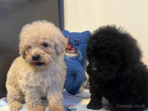 Toy Poodles for sale in Antrim