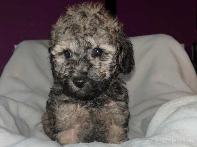 Toy poodles for sale in Cardiff - Image 3