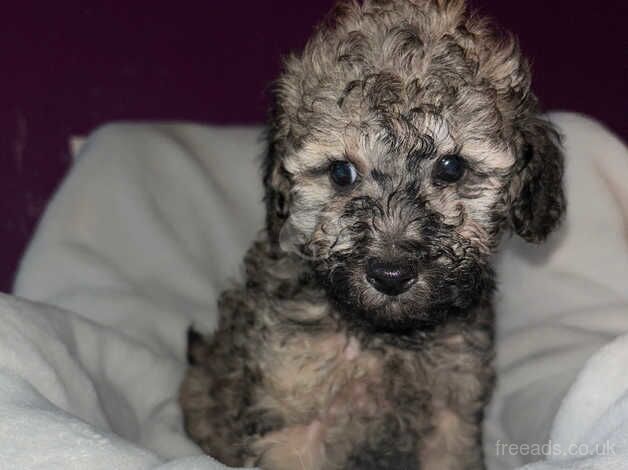 Toy poodles for sale in Cardiff - Image 4