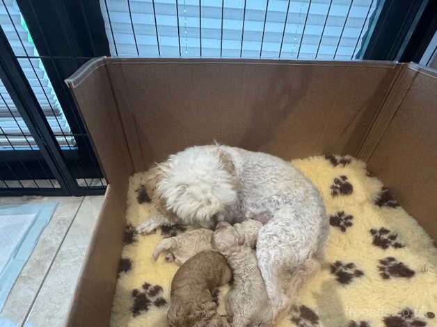 Poodle Puppies For Sale