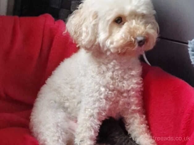 Toy poodles for sale in Trimdon, County Durham - Image 1