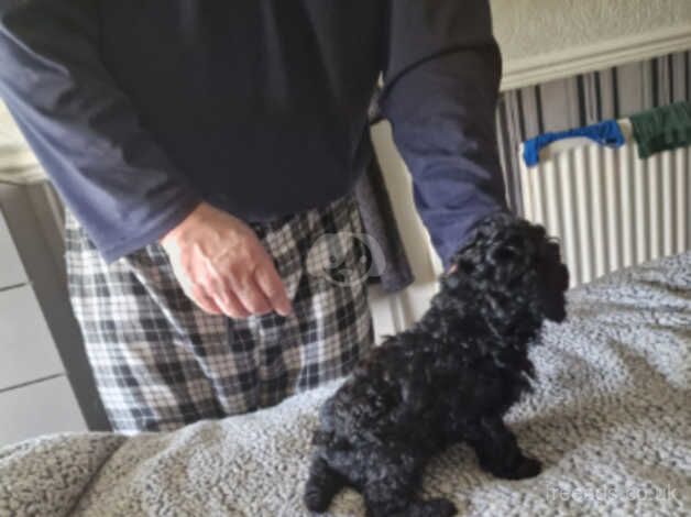 Toy poodles for sale in Trimdon, County Durham - Image 3