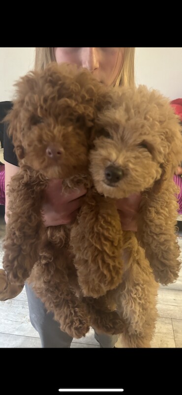 Toy poodles looking for home for sale in Tilbury, Essex - Image 1