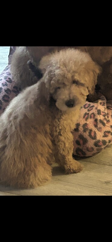 Toy poodles looking for home for sale in Tilbury, Essex - Image 3