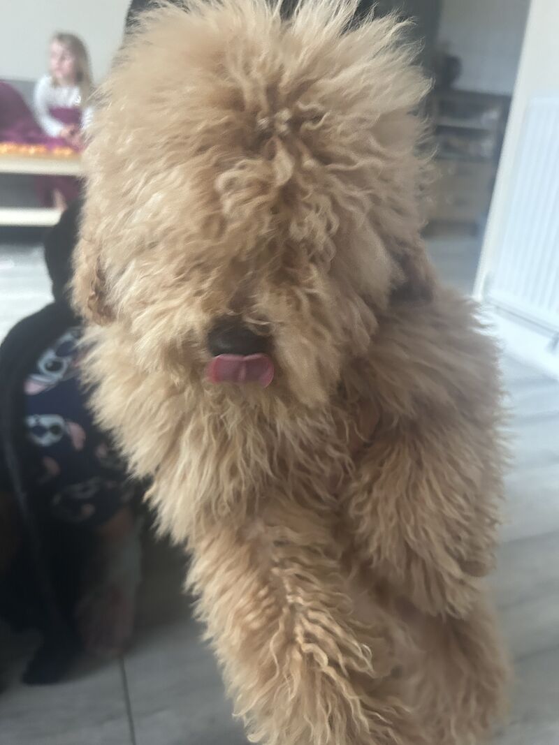 Toy poodles looking for home for sale in Tilbury, Essex - Image 15