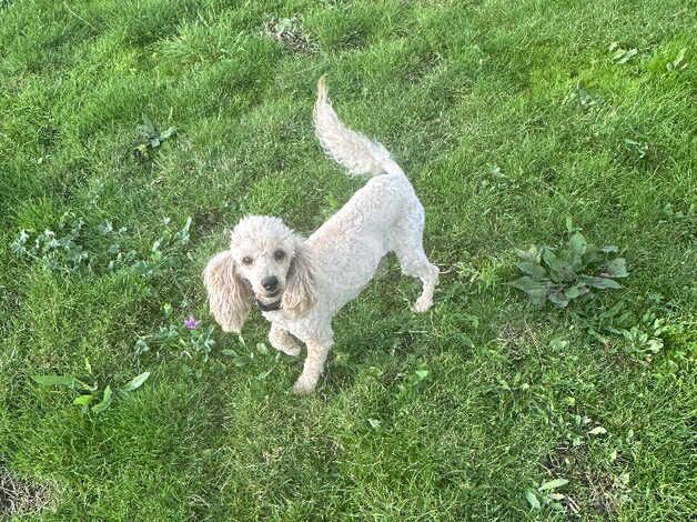 Toy x miniature poodle for sale in Cambridge, Scottish Borders - Image 1