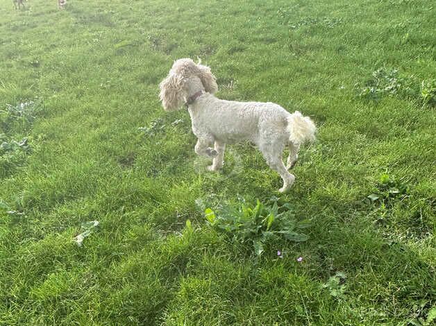 Toy x miniature poodle for sale in Cambridge, Scottish Borders - Image 2