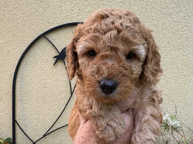 Toy x Miniature poodle puppies. for sale in Liskeard, Cornwall