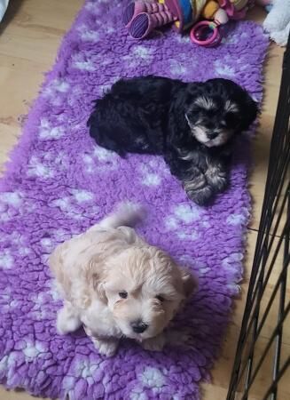 Tri Colour Male n Fawn Female Maltipoos for sale in Livingston, West Lothian - Image 1