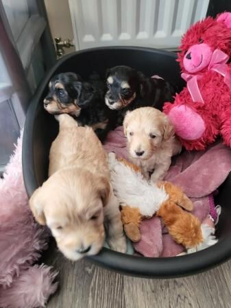 Tri Colour Male n Fawn Female Maltipoos for sale in Livingston, West Lothian - Image 2