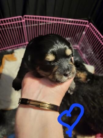 Tri Colour Male n Fawn Female Maltipoos for sale in Livingston, West Lothian - Image 4