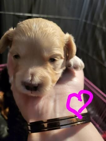Tri Colour Male n Fawn Female Maltipoos for sale in Livingston, West Lothian - Image 5