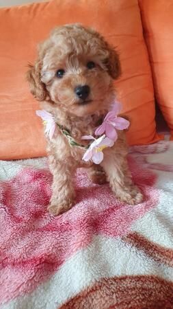 Two beautiful apricot toy poodles for sale in Blackburn, Moray