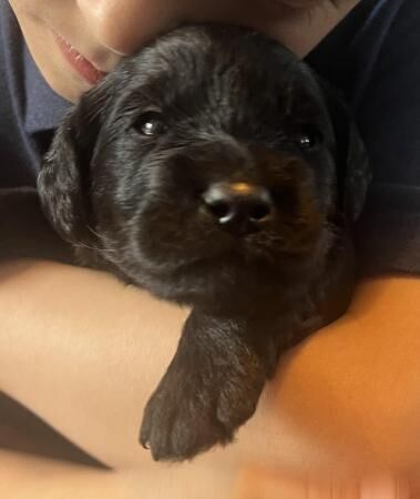 UNIQUE LABRADOODLES - DNA TESTED, KC REGISTERED PARENTS for sale in Smestow, Staffordshire