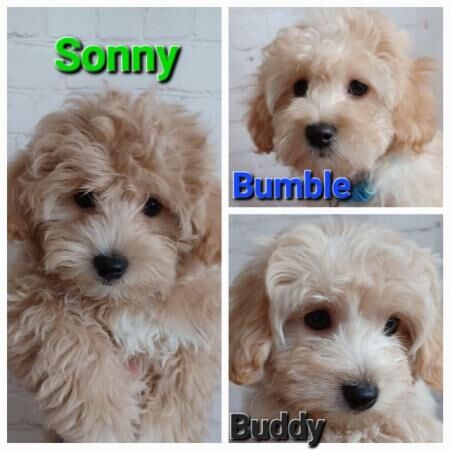 Vaccinated, Health Tested Apricot & Cream Toy F1 Maltipoo Pu for sale in Swanley, Kent