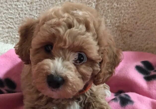 Very fluffy puppies for sale in Carmarthen/Caerfyrddin, Carmarthenshire