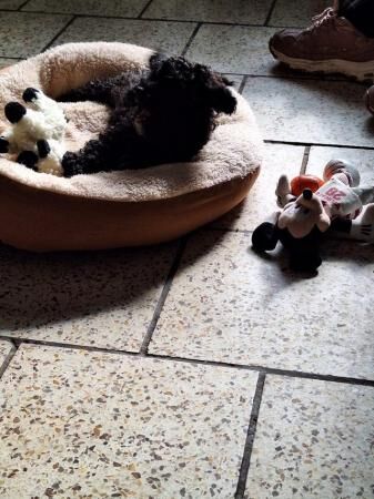 Very rare crestiepoo puppies (chinese crested Cross poodle) for sale in Scunthorpe, Lincolnshire