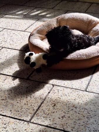 Very rare crestiepoo puppies (chinese crested Cross poodle) for sale in Scunthorpe, Lincolnshire - Image 2