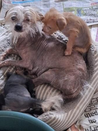 Very rare crestiepoo puppies (chinese crested Cross poodle) for sale in Scunthorpe, Lincolnshire - Image 4