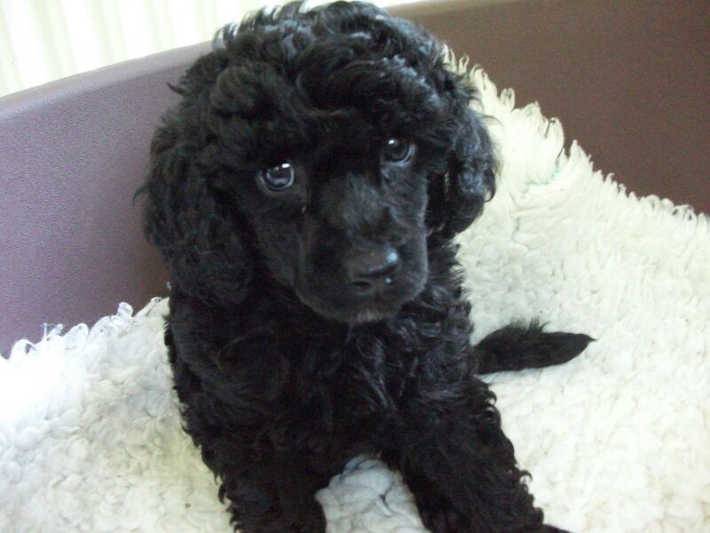 Wanted: Black miniature poodle 1-3 years old for sale in Brighton, East Sussex