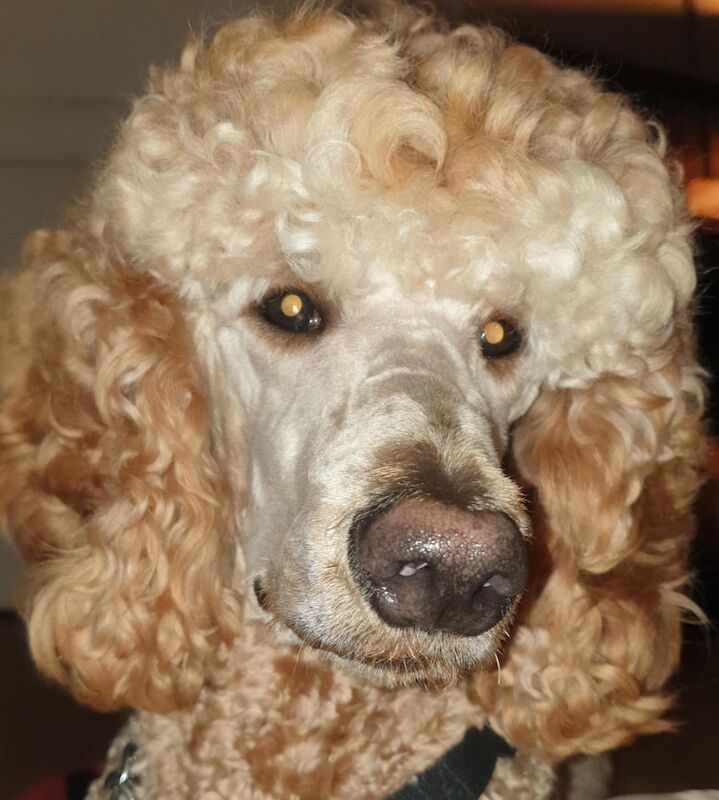 Wanted Standard poodle for sale in Rotherham, South Yorkshire