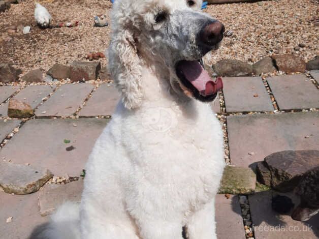 White standard poodle for sale in Morpeth, Northumberland