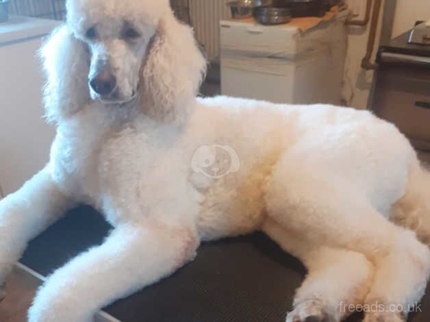 White standard poodle for sale in Morpeth, Northumberland - Image 2