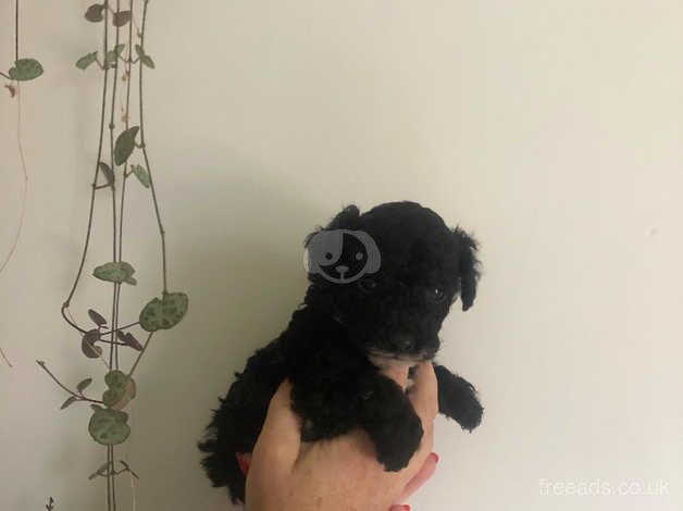 x4 Beautiful Pedigree Toy Poodle Puppies for sale in Dumfries and Galloway