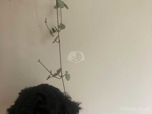 x4 Beautiful Pedigree Toy Poodle Puppies for sale in Dumfries and Galloway - Image 3