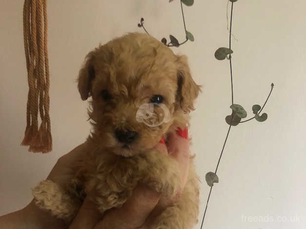 x4 Beautiful Pedigree Toy Poodle Puppies for sale in Dumfries and Galloway - Image 4