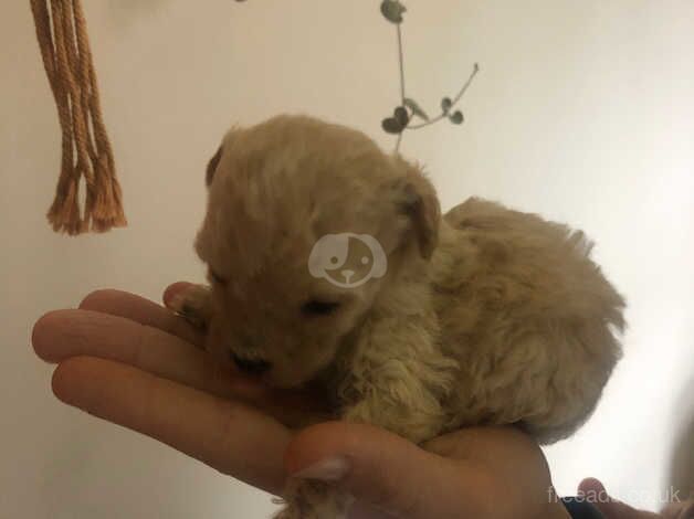 x4 Beautiful Pedigree Toy Poodle Puppies for sale in Dumfries and Galloway - Image 5