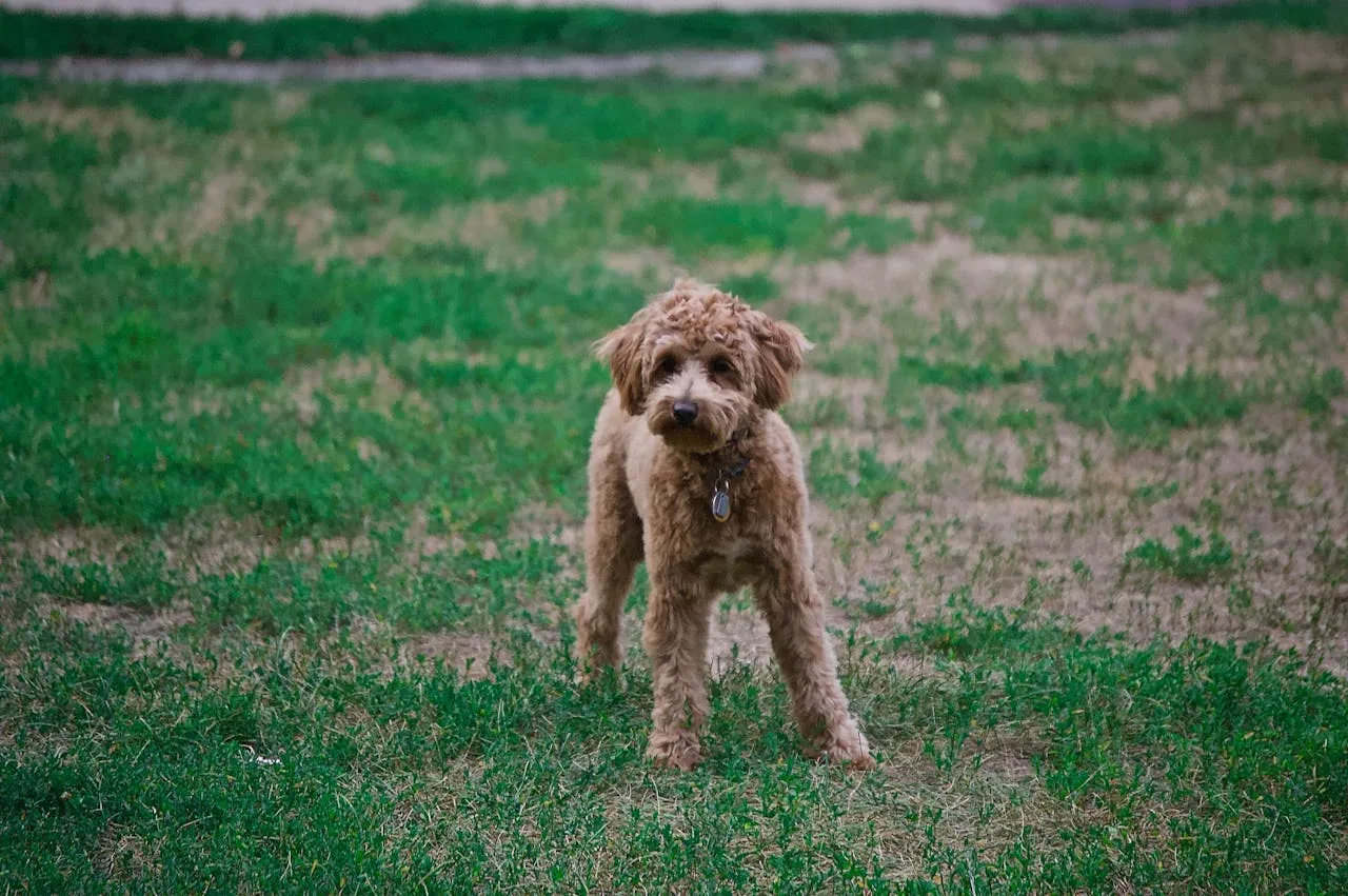 Poodle Puppies on Poodle Owners