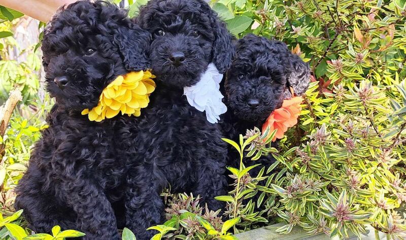 Olga Smith - Poodle Breeder - Image 1